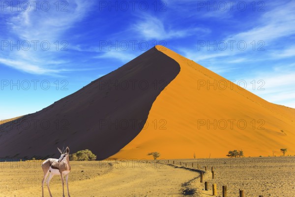 Sunset in the Namib Desert, the oldest in the world. African antelope Impala standing at the road. Namibia, South Africa. The concept of extreme and exotic tourism