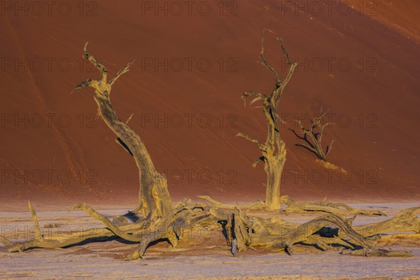 The long shadows of the evening sunset. The bottom of dry lake with dry trees. Namib-Naukluft National Park