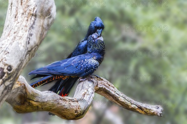 Kiss. Gentle couple. Pair of bright parrots gently kissing on a branch. Budgerigars are small, brightly colored, woody parrots. The concept of exotic and ecological tourism