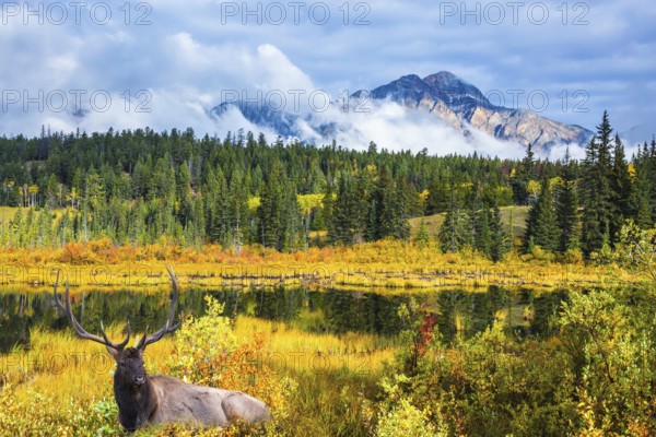 Red deer with branched antlers resting at the lake. Warm autumn day in Jasper Park, Canadian Rockies