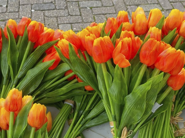 Wooden tulips in the shop in Volendam. Volendam is a town in North Holland, 20 kilometres north of Amsterdam. Sometimes called The pearl of the Zuiderzee