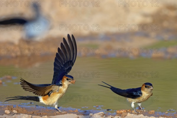 Red-rumped swallow (Hirundo daurica), Lesbos Island, Greece, Europsa, Europe