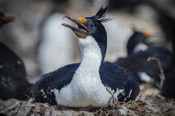 Blue-eyed Cormorant (Phalacrocorax atriceps) on its nest, also Imperial shag, Pebble Island, Falkland Islands, Great Britain, South Atlantic, South America