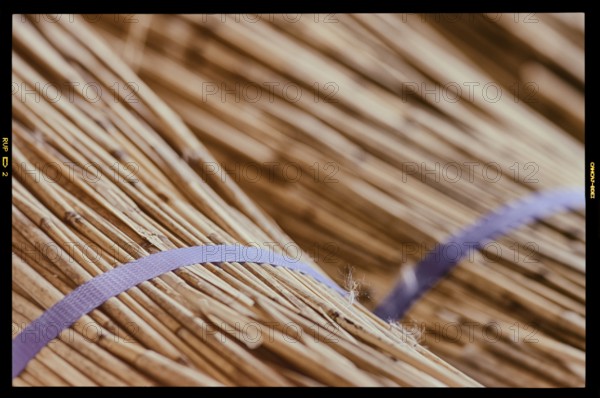 Processing of reed for thatching