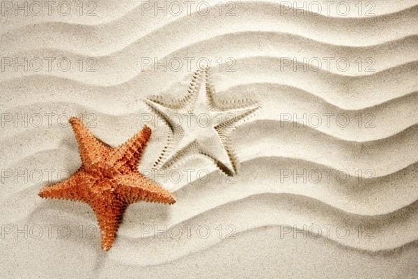 Beach white wavy sand with starfish such a summer vacation symbol