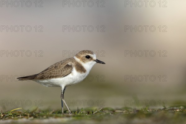 Animals, birds, plover, Kentish plover, (Charadrius alexandrinus), biotope, habitat, foraging, Barr Al Hikman, Shannah, Ash Sharqiyah South, Oman, Asia