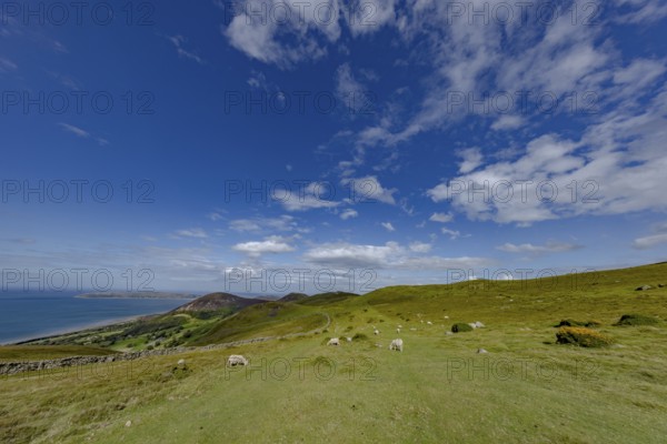 Hilly landscape with green meadows, sheep and stone wall, dry stone wall on the edge of Snowdonia National Park, Penmaenmawr, Dwygyfylchi, Caernarfonshire, Conwy County Borough, Wales, United Kingdom, Europe