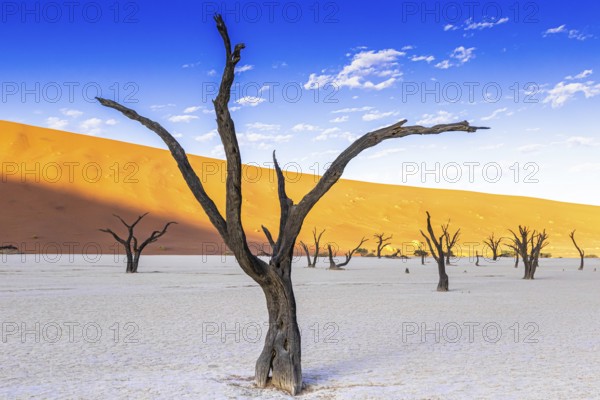 Deadvlei in the Namib-Naukluft National Park, Namibia, Africa
