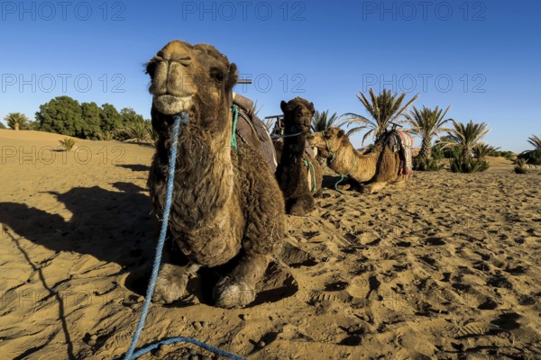 Camel in the desert,, CONTINENT_