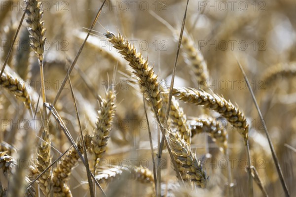 Close-up of ripe, golden ears of wheat showing the structural beauty of the grain, Coxhill, Shepherdswell, Dover, Kent, United Kingdom, Europe