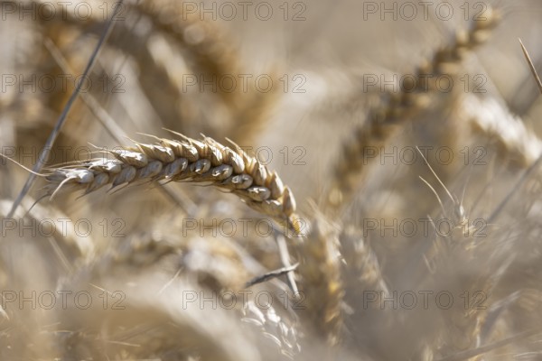 Close-up of ears of wheat in a large, blurred wheat field in sunshine, Coxhill, Shepherdswell, Dover, Kent, United Kingdom, Europe
