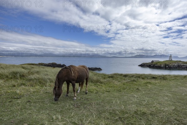 Brown horse grazing on a green meadow by the sea with Twr Mawr Lighthouse in the background, Ynys Llanddwyn, Newborough, Anglesey, Wales, United Kingdom, Europe