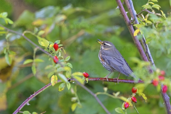 Redwing, (Turdus iliacus), animals, birds, perch, thrush, thrushes, Heligoland, Schleswig-Holstein, Germany, Europe