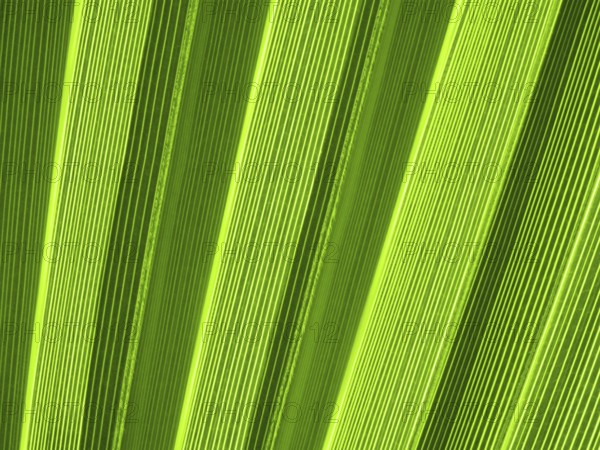 Macro of tropical palm leaf