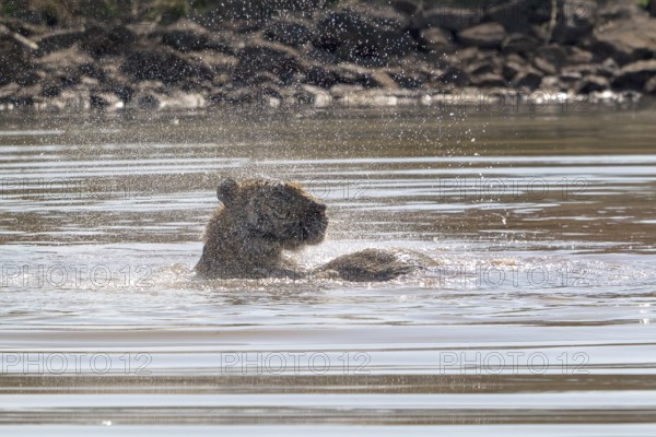 Tiger (Panthera tigris), Bengal tiger or Indian tiger, big cat (Pantherinae), carnivore (Carnivora), critically endangered, playing with killed wild boar (Sus scrofa) in the water, Satpura National Park, Tiger Reserve, Madhya Pradesh, Pachmarhi Biosphere Reserve, India, Asia