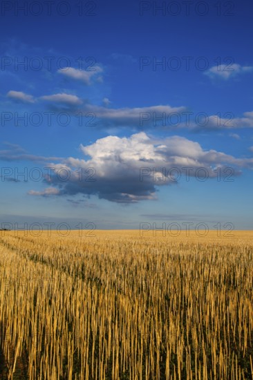 The field after harvesting in sunny day. Picture with mowed wheat field under sunny day. Czech Republic