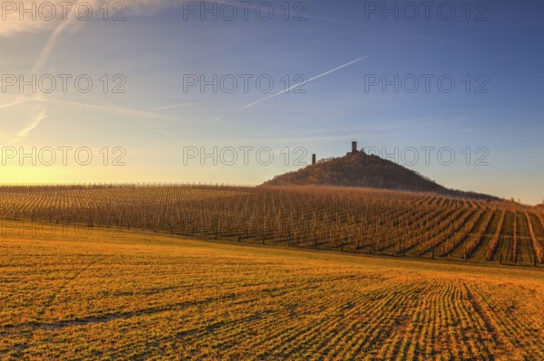 Hazmburk Castle and apple Orchard Rows in spring. Fruit trees over bright blue sky. Apple orchard park by dawn early light with first sun rays