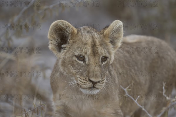 Lion cub (Panthera leo juvenil), Hyena pan private game reserve, Khwai river area, Okavango Delta, Maun, Botswana, Africa