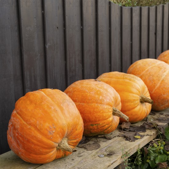 Boost autumn sales with pumpkin merchandising