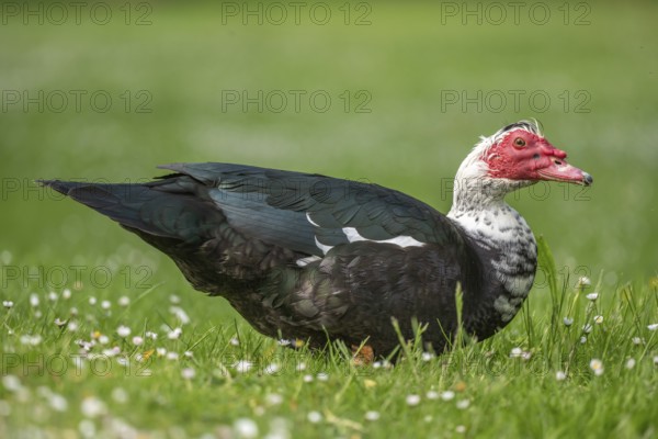 Muscovy duck (Cairina moschata) in a park in spring. Bas-Rhin, Collectivite europeenne d'Alsace, Grand Est, France, Europe
