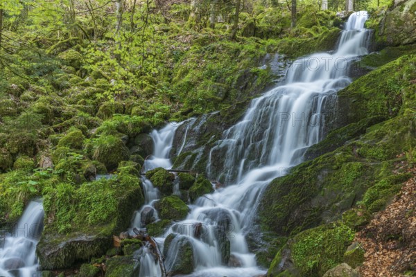 Fresh and beautiful waterfalls in a mountain torrent in spring. La Serva, Champ du feu, Vosges, Alsace, France, Europe