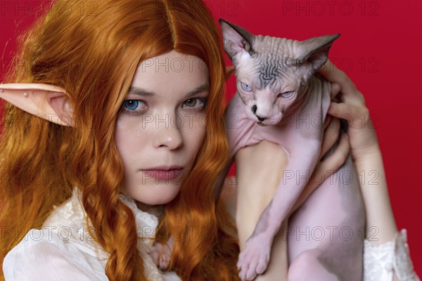 Portrait of young female cosplayer elf showing purebred Sphinx kitten with blue eyes. Ginger elf in summer white dress, with long curly hair, holds kitten near head, looks at camera. Red background