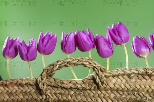 Basket pink tulips flowers in a row group line arrangement