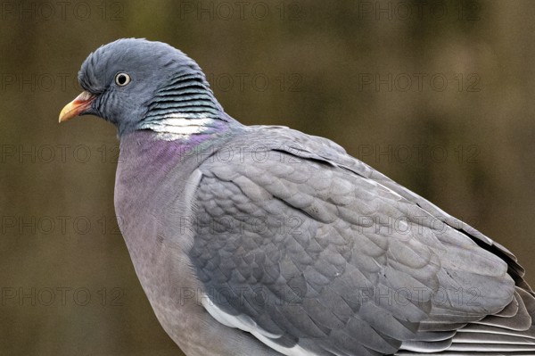 Close up of a dove