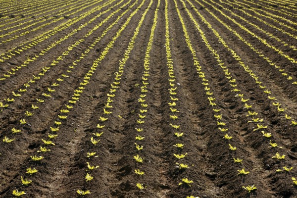 Little lettuce sprouts brown field, green vegetable outbreaks perspective