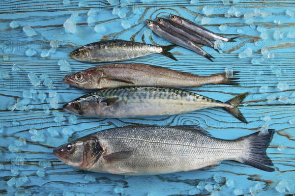 Fresh fishes mix hake seabass sardine mackerel anchovies