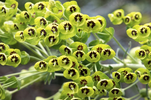 Close photo of a beautiful Mediterranean Spurge in Gargano, Southern Italy