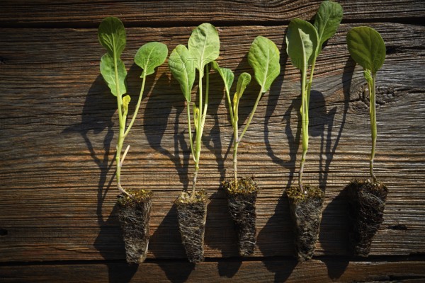 Cabbage cauliflower seedlings sprouts ready for plant out or trasplant in field