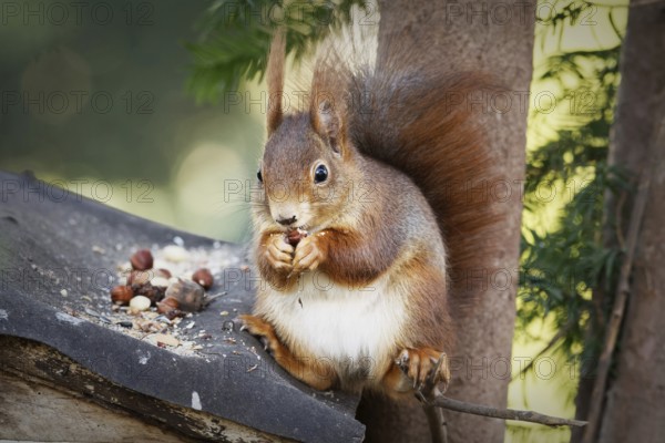 Squirrel sits casually on a roof and eats nuts