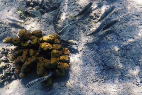Yellow goatfish (Mulloidichthys martinicus) Underwater, Marine life