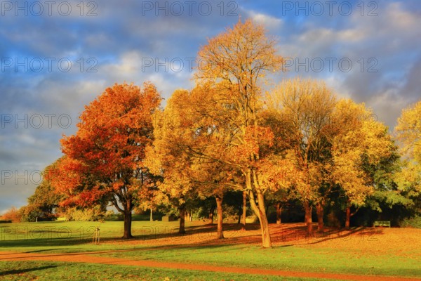 Vibrant fall foliage in the park on a beautiful, sunny morning of autumn. October 2020