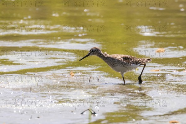 Sandpiper, Wood sandpiper in Shallow Water (Tringa glareola) Wader Bird Sandpiper