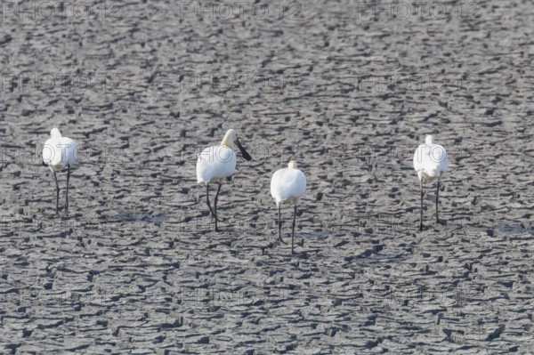 Eurasian Spoonbill Standing on Dry Pond (Platalea leucorodia)