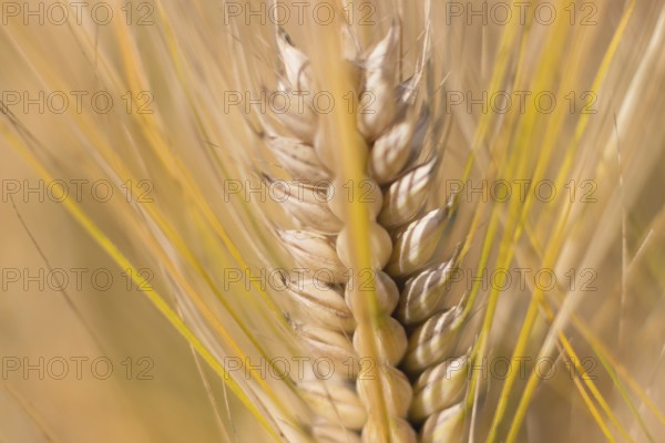 Golden ears of wheat in summer on the field. Wheat Background