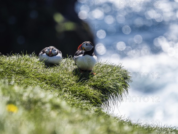 Puffin (Fratercula arctica) on a grassy slope, Heimaey Island, Westman Islands, Iceland, Europe