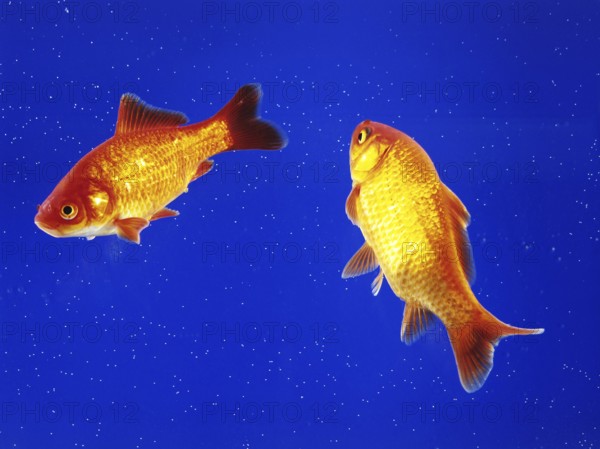 Two goldfish swimming in an aquarium, animals, fish, goldfish studio shot, Lower Saxony, Federal Republic of Germany