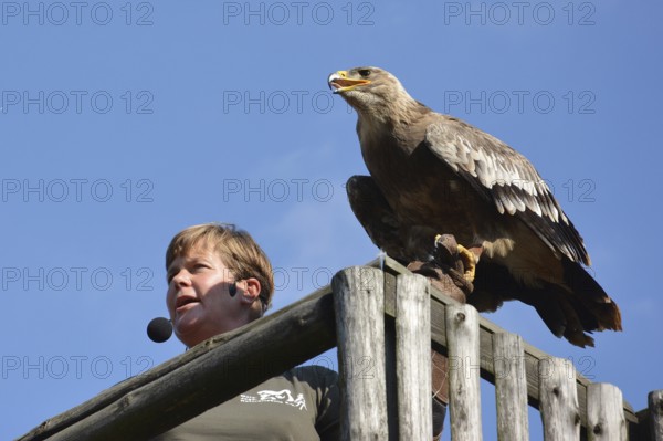 Falconer Ilka Simm-Schönholz with eagle at the falconry centre in Potsdam