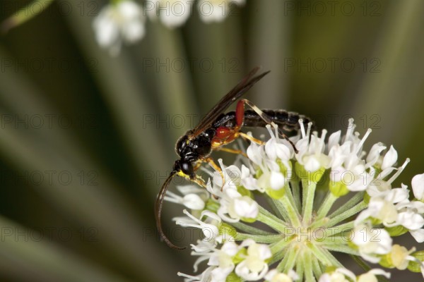 Tenthredo atra, plant wasp, saw fly