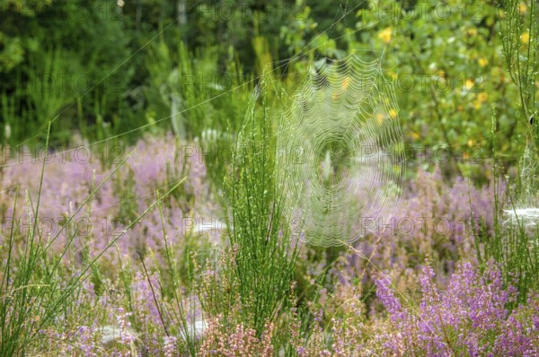Autumn atmosphere in the nature reserve Trupbacher Heide in Germany with blooming heather at sunrise. Sunrise in Autumn time with violet Erica flowers in Germany