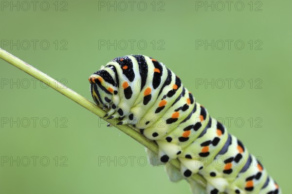 Swallowtail, Papilio machaon, caterpillar