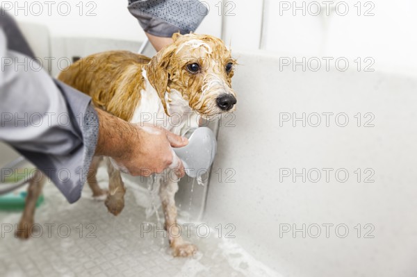 An image of bathing a cute dog