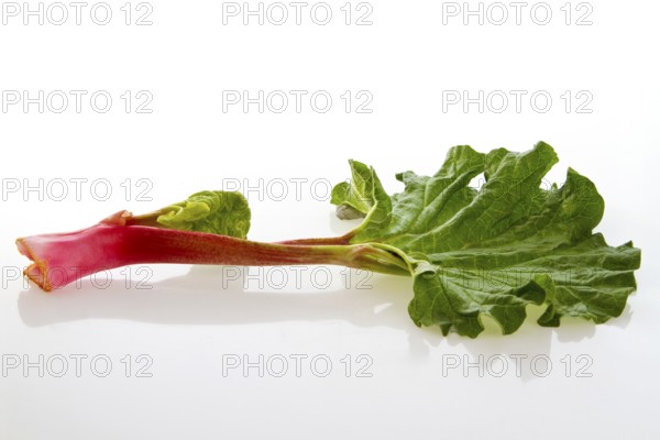 Fresh rhubarb stalk on a light-coloured background