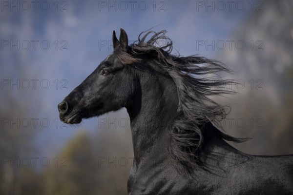 Frisian gelding in the pasture in autumn