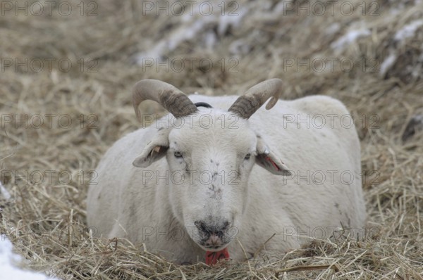 A sheep with horns lies in the straw on snow-covered ground, sheep, borken, münsterland, germany