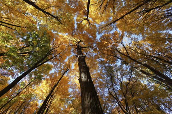 Nature, autumnal forest, view from below into the tree tops, Province of Quebec, Canada, North America