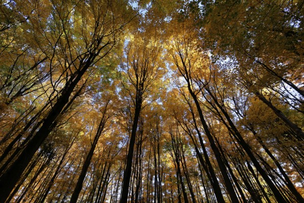 Nature, autumnal forest, view from below into the tree tops, Province of Quebec, Canada, North America